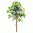 下载测试-2.5D树模型