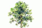 下载测试-2.5D树模型